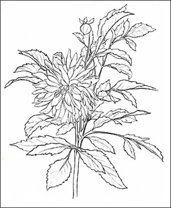 Natural Dyeing Picture